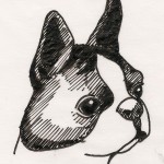 Duffy the Boston Terrier from What Smart Women Read