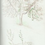 A drawing of a tree with leaves on it